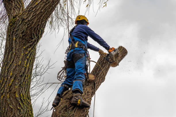 Chappaqua, NY  Tree Services Company